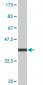 TRIM23 Antibody (monoclonal) (M01)